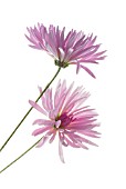 CHRYSANTHEMUM ‘PINK BIARITZ’, CHRYSANTHEMUM