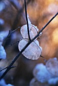 LUNARIA ANNUA, HONESTY