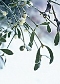 VISCUM ALBUM, MISTLETOE