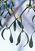 VISCUM ALBUM, MISTLETOE