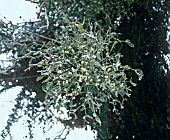 VISCUM ALBUM, MISTLETOE