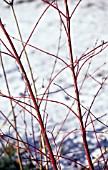 CORNUS, DOGWOOD