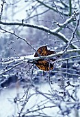 FROSTED LEAF IN WINTER BRANCHES