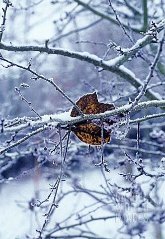 FROSTED_LEAF_IN_WINTER_BRANCHES