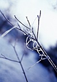 FROSTED COBWEB