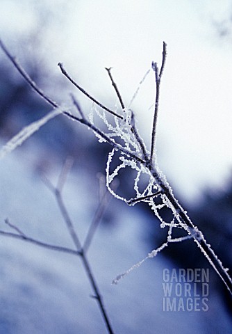 FROSTED_COBWEB