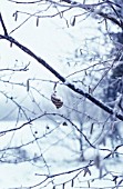 CORYLUS AVELLANA, HAZEL, COB-NUT