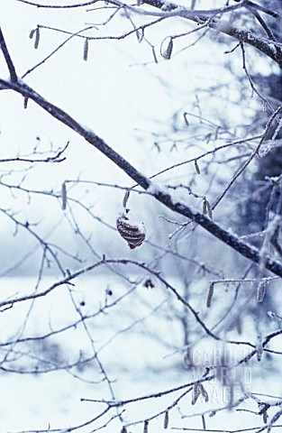 CORYLUS_AVELLANA_HAZEL_COBNUT