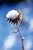 ECHINOPS, GLOBE THISTLE