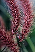 PENNISETUM SECATEUM, FOUNTAIN GRASS