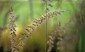 PENNISETUM, PURPLE FOUNTAIN GRASS