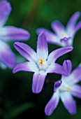 CHIONODOXA, GLORY-OF-THE-SNOW