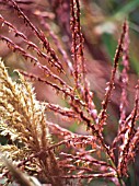 MISCANTHUS SINENSIS ‘SIRENE’, SIREN JAPANESE SILVER GRASS