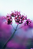 VERBENA BONARIENSIS, VERBENA, BRAZILIAN VERBENA