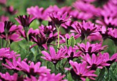 OSTEOSPERMUM, OSTEOSPERMUM