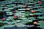 NYMPHAEA, WATER LILY