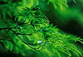 ACER PALMATUM DISSECTUM, JAPANESE MAPLE