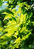 ACER PALMATUM, JAPANESE MAPLE