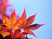 ACER PALMATUM, JAPANESE MAPLE