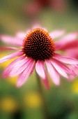 ECHINACEA, ECHINACEA, PURPLE CONEFLOWER