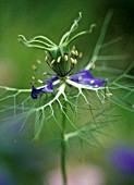 NIGELLA DAMASCENA, LOVE-IN-A-MIST