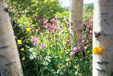 BETULA_JACQUEMONTII_BIRCH