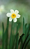 NARCISSUS, DAFFODIL