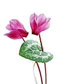 CYCLAMEN, CYCLAMEN