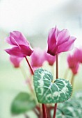 CYCLAMEN, CYCLAMEN