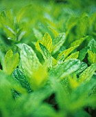 MENTHA SPICATA, MINT - SPEARMINT