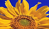 HELIANTHUS ANNUS, SUNFLOWER