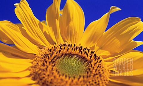 HELIANTHUS_ANNUS_SUNFLOWER