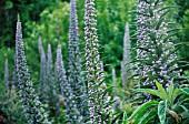 ECHIUM WILDPRETII, ECHIUM, TOWER OF JEWELS