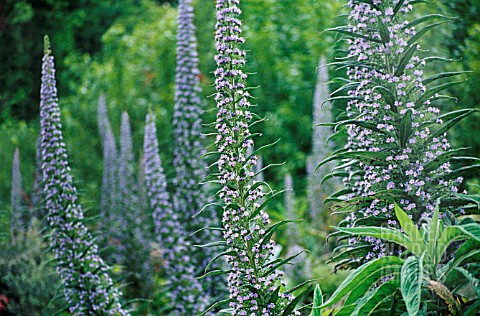 ECHIUM_WILDPRETII_ECHIUM_TOWER_OF_JEWELS