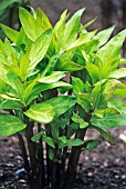 ASCLEPIAS, MILKWEED