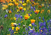 CALENDULA OFFICINALIS, MARIGOLD