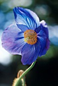 MECONOPSIS ‘BRANKLYN’, POPPY