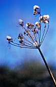 HERACLEUM SPHONDYLIUM, HOGWEED