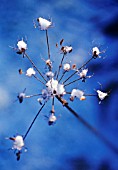 HERACLEUM SPHONDYLIUM, HOGWEED