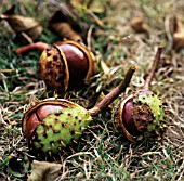 AESCULUS HIPPOCASTANUM, HORSE CHESTNUT, CONKER