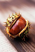 AESCULUS HIPPOCASTANUM, HORSE CHESTNUT, CONKER