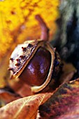 AESCULUS HIPPOCASTANUM, HORSE CHESTNUT, CONKER