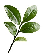 CAMELLIA SINENSIS (TEA PLANT)