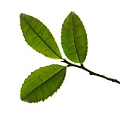 CAMELLIA SINENSIS, TEA PLANT