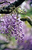 WISTERIA, WISTERIA