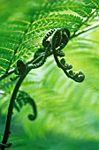 DICKSONIA ANTARTICA, FERN - TREE FERN