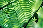 DICKSONIA ANTARTICA, FERN - TREE FERN