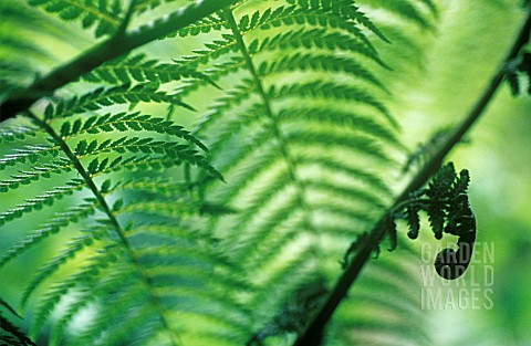 DICKSONIA_ANTARTICA_FERN__TREE_FERN