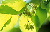 FAGUS SYLVATICA, BEECH