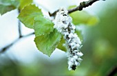 POPULUS TREMULA, ASPEN